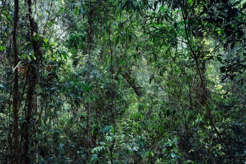 Kein Garten, keine Landschaft, sondern Urwald in China. Thomas Struth, Paradiese 09, 1999<br />