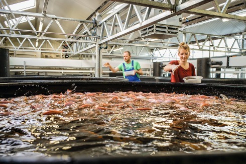 In Aquaponik-Anlagen wie der von ECF Farmsystems in Berlin züchtet man Fische und Gemüse unter einem Dach.<br />