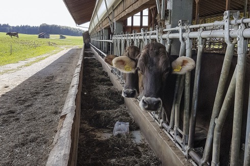 Der Futtertsich bei dem von Junker+Partner entworfenen Stall des Hofs Schindele liegt außen, wodurch die Kühe an frischer Luft fressen können und der Bau kleiner und günstiger ausfiel. Der Grundriss verschafft den Tieren Ausweichmöglichkeiten, Rangkämpfe werden reduziert.<br />