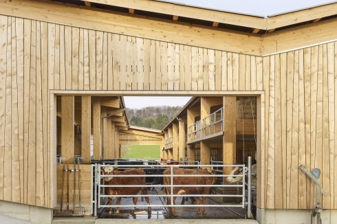 Viel Platz, eine gute Luft­zirkulation und eine umlaufende Verkleidung aus Fichtenholz: Laufstall von Stähelin Partner für den Hof Wildenstein in der Schweiz.<br />