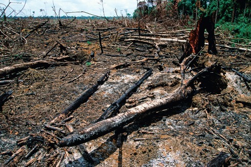 Verbrannt für die Viehzucht: Amazonas-Regenwald in Paragominas in Brasilien<br />