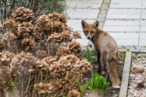 Fuchs vor der Haustür, Berlin, 2017<br />