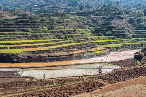 Reisfelder zwi­schen  Antsirabe und Antananarivo.<br />