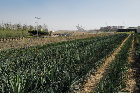 ... to acclimatize in greenhouses and on plantations.<br />