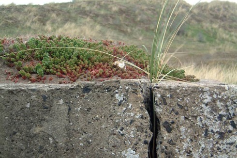 ... eine Symbiose zwischen Landschaft und Kriegsartefaken.<br />