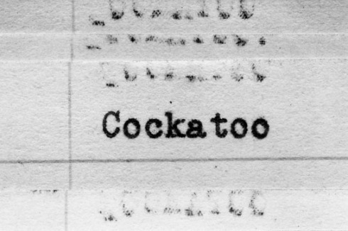 Erica Baum, Untitled (Cockatoo)<br />