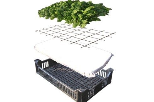 ... Appeltern durch ein modulares System aus Kunstoffkisten und Stahlgerüst Kohlrabis züchten.<br />