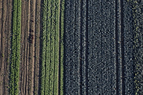 Feld mit Kohl und Salat in Landshut-Hascherkeller<br />