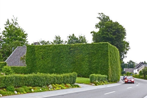 Land art mit Tradition: Haushecken im Monschauer Land als natürlicher Schutz vor Wind und Wetter _______<br /><a href="http://forum.db.rjm.de/data/akt/EndfassungPositionspapier_Denkmalschutz_ist_Klimaschutz.pdf" >Zum Nachlesen: Positionspapier "Denkmalschutz ist Klimaschutz"</a><br />