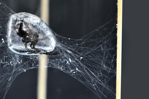 Das Netzbauverhalten der Wasserspinne diente bei dem Projekt als Vorbild und wurde in eine bautechnische Anwendung übersetzt.<br />